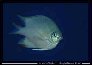 Little Damsel Fish... Que du bonheur... :O)... by Michel Lonfat 